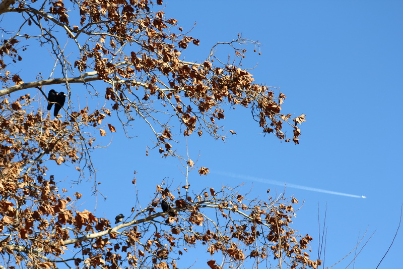 uccelli su un ramo osservano la scia di un aereo