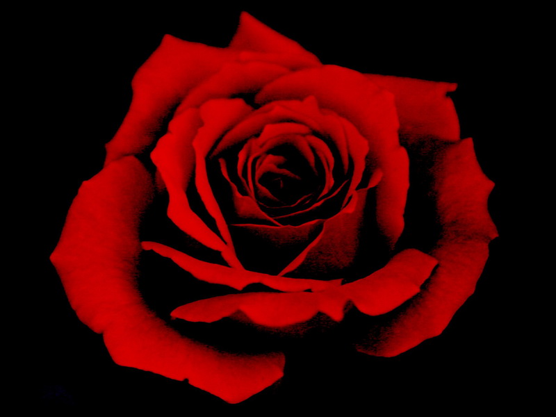 Fotografare la passione - "Rosa rossa"